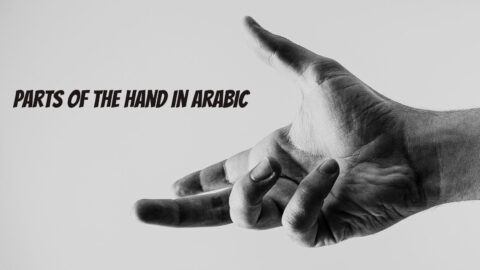 Hand parts in Arabic