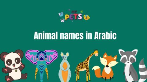Learn Arabic: Animal names in Arabic